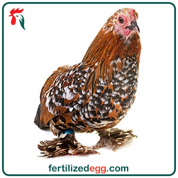 تخم نطفه دار مرغ بلژیکی 